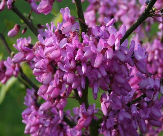 9 Cercis siliquastrum