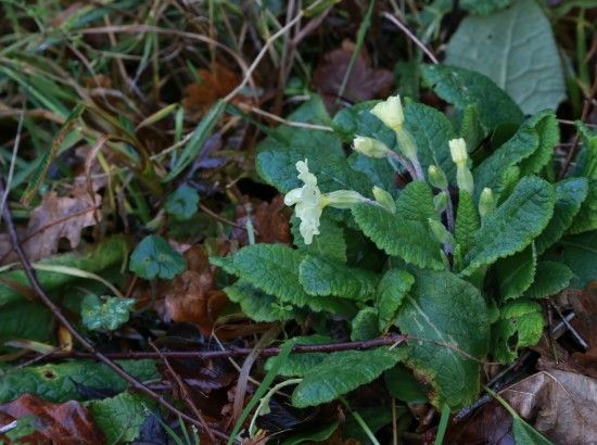 1 Primula vulgaris