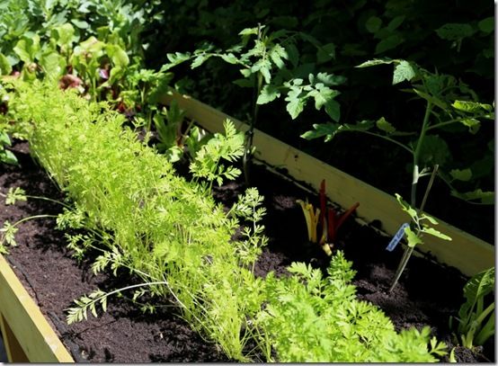 8 The replanted Vegtrug