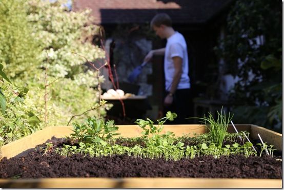 Herbs near the barbecue