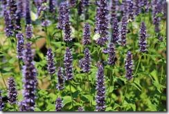Agastache with bees 