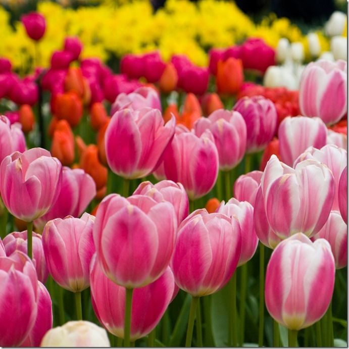 Tulips