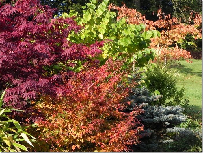 Autumn-shrubs-