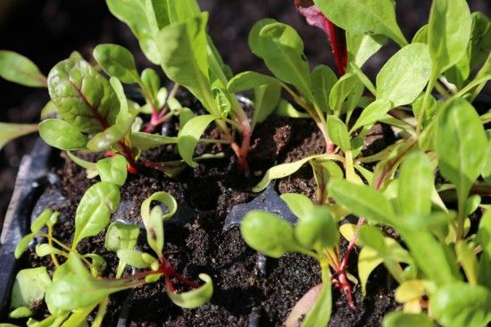 8 Cell grown chard