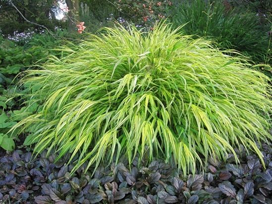 Hakenochloa macra 'Aurea'