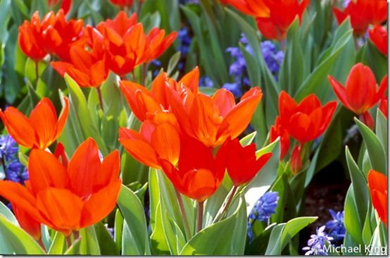 Tulipa praestans Fusilier6