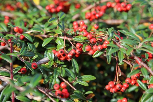 Cotoneaster salicifolia