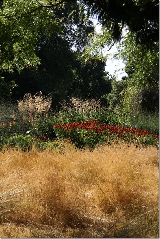 Grasses and heleniums 