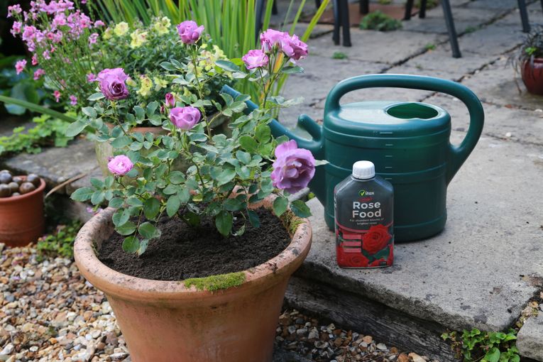 Planting roses deals in pots