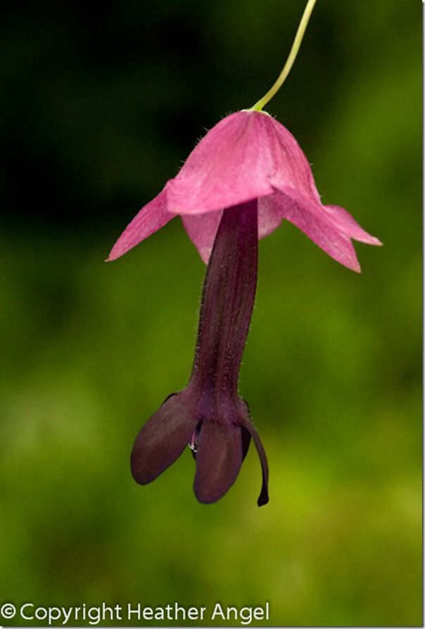 Purple bell flower Rhodochiton atrosanguineus