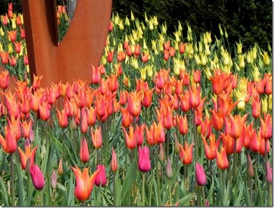 Orange Tulips Flowers - Diamond Paintings 