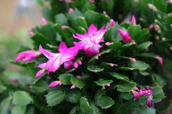 Christmas cactus