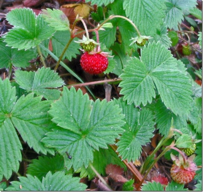 8 Alpine strawberry