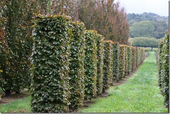 6. Fagus sylvatica 'Purpurea' columns 