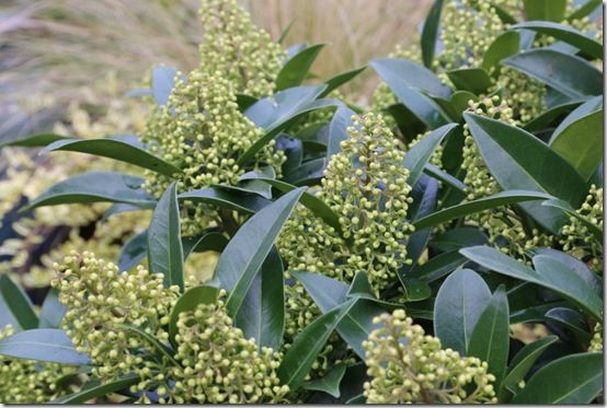 Skimmia x confusa 'Kew Green'