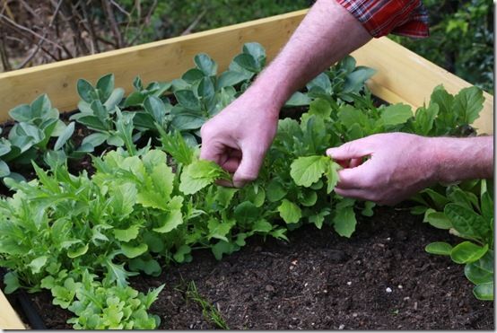 Picking salad leaves