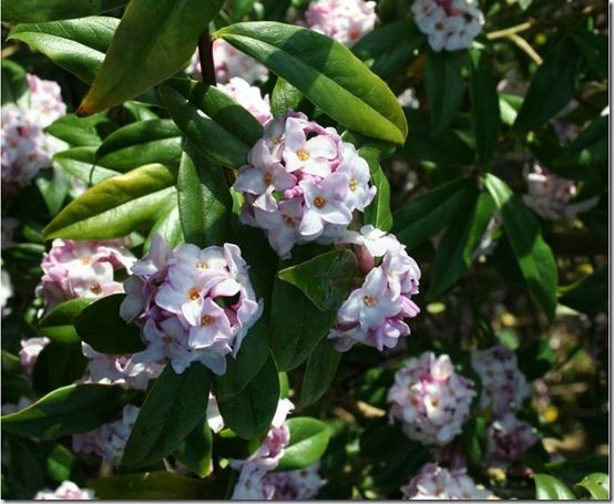 Daphne bholua 'Jacqueline Postill' 