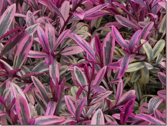 9 Look out for hebes with colourful foliage