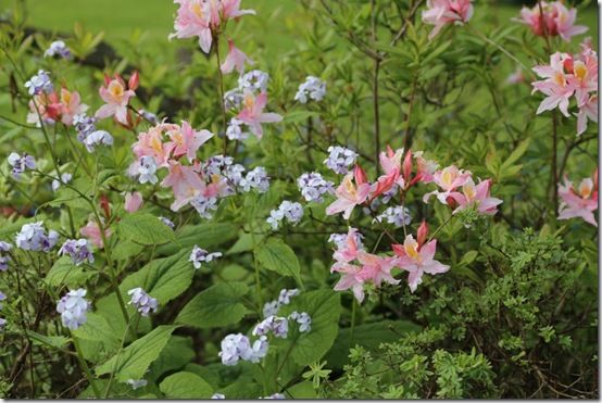 Rhododendron 'Irene Koster' with Lunaria rediviva