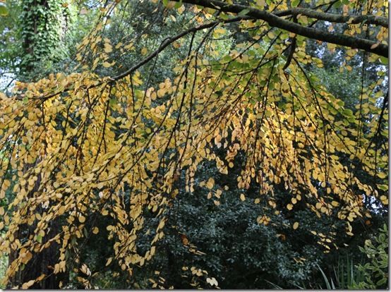 7. Cercidiphyllum japonicum 