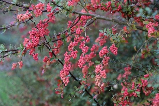 10 Berberis prattii