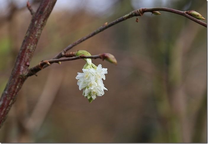 8 Ribes 'White Icicle'