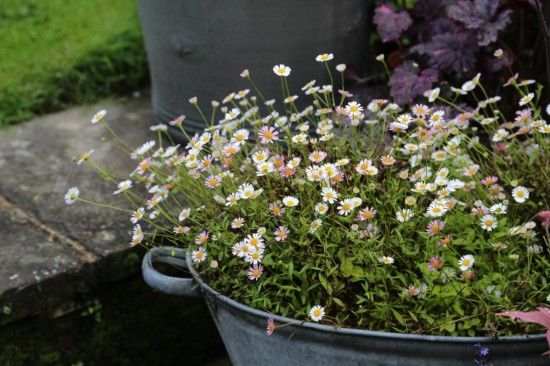 6 Erigeron karavinskianus