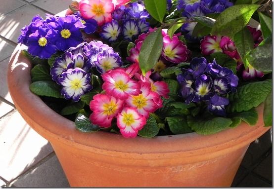 5 Pretty primroses colour a pot on the porch