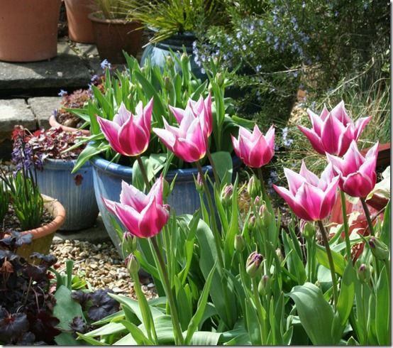 Tulips and pots