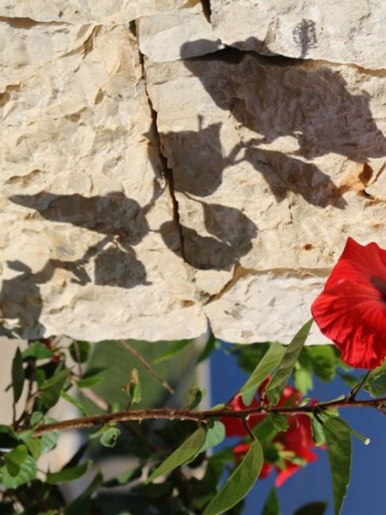 6 Hibiscus rosa-sinensis (599x800)