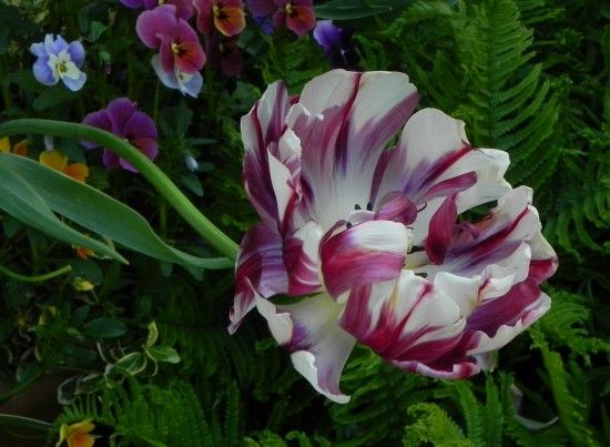 Tulipa 'Carnaval de Nice' 