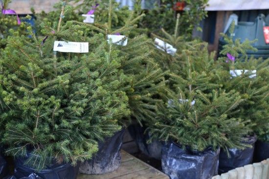 4 Potted Norway Spruce