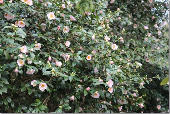 Camellia 'Elizabeth de Rothschild'