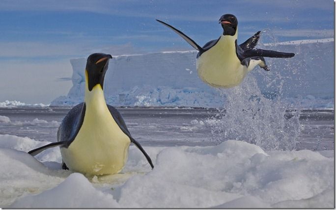 environment-pengui_2371877k