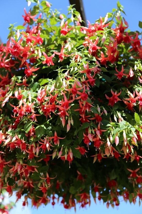 7 Fuchsia hanging basket