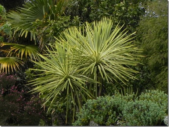 Cordylines