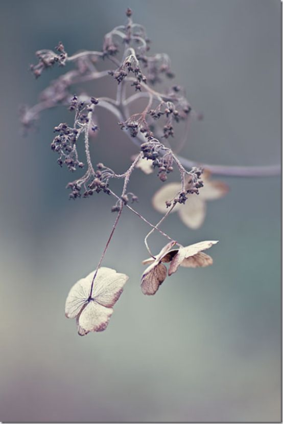 Hydrangea seedhead