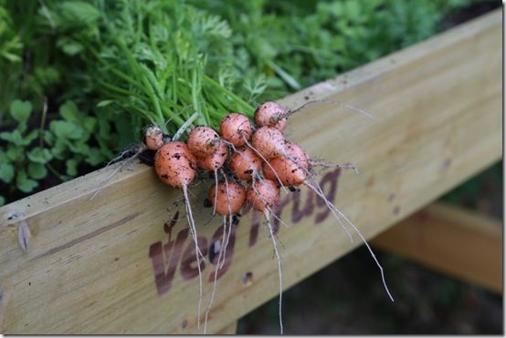 6 Carrot 'Rondo' 