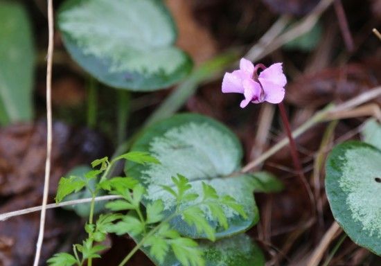 10 Cyclamen coum