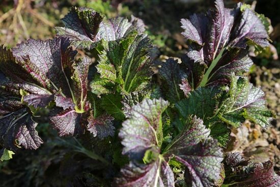 5 Mustard 'Green Dragon's Tongue'