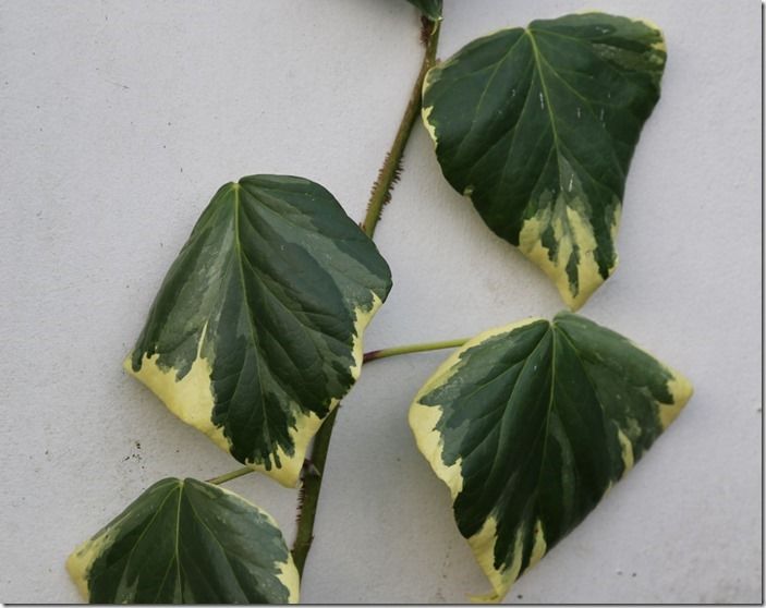 8 Hedera colchica 'Dentata Variegata'