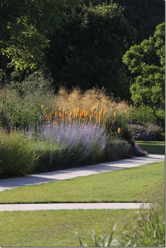 Kniphofias and perovskia 