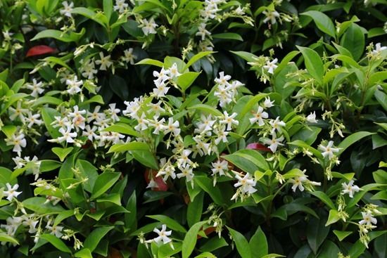 3 Trachelospermum jasminoides