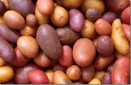 new seed potatoes