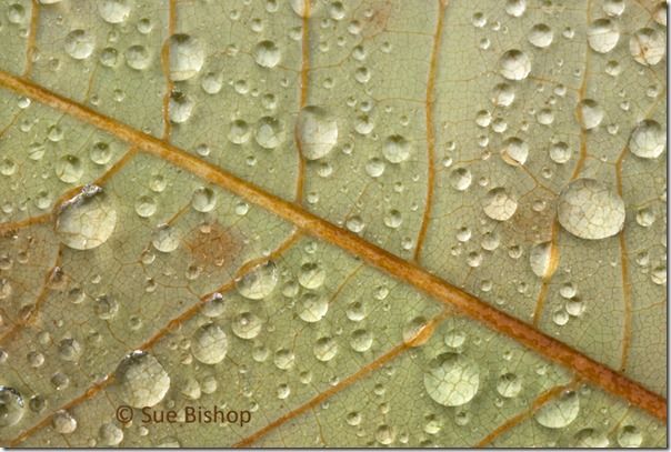 leaf with raindrops