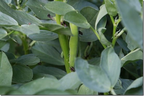 4 Broad beans can be picked young 