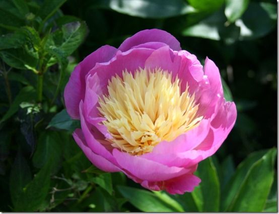 Paeonia 'Bowl of Beauty'