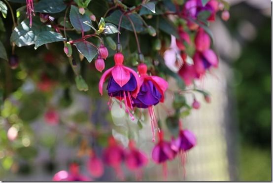 Large flowered fuchsia