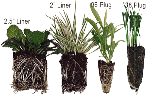 Plant ‘plugs’ are available online if you are buying in bulk, but will need potting + growing on undercover before being planted outside.