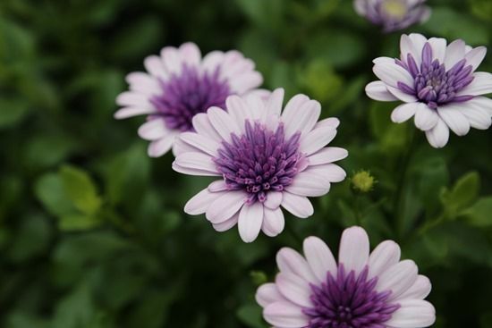 2 Osteosprmum 3D Lilac